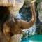Fresno Chaffee Zoo Master Plan